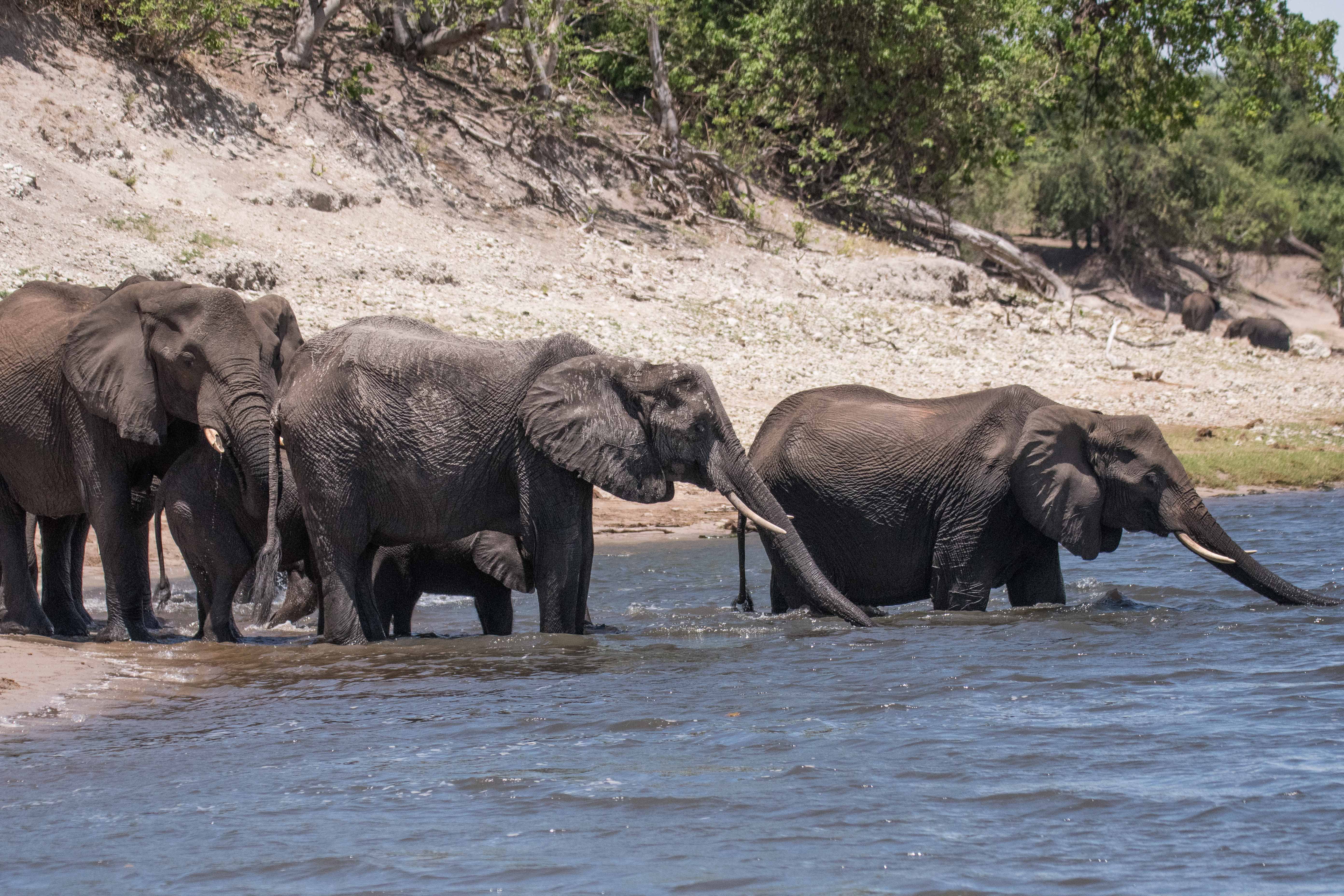 Eléphants de savane d'Afrique (African bush elephant, Loxodonta africana), femelles adultes se désaltérant dans la rivière Chobe, Chobe National Park, Botswana.